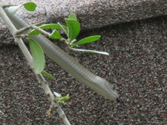 Dendroaspis polylepis