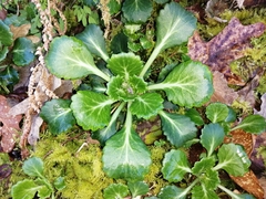 Saxifraga spathularis