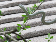 Dendroaspis polylepis