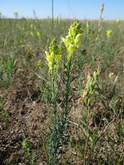 Linaria