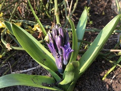 Angiospermae
