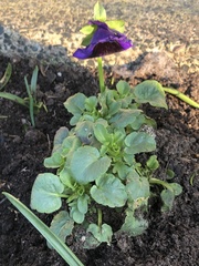 Viola