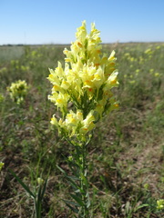 Linaria