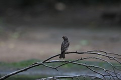 Ploceus sakalava