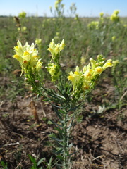Linaria