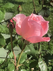 Rosa