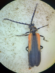 Greenarus thoracicus