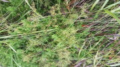 Galium verum