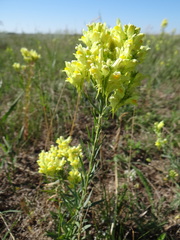 Linaria