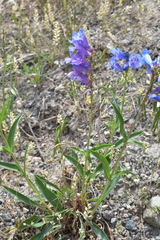 Penstemon cyaneus