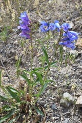 Penstemon cyaneus