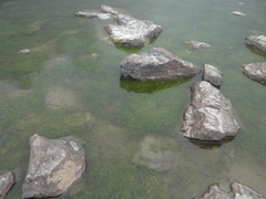 Ranunculus confervoides