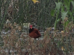 Jacana jacana