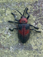 Coraliomela aeneoplagiata