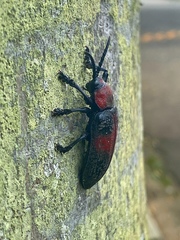 Coraliomela aeneoplagiata