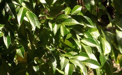 Pararchidendron pruinosum