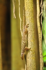 Ailuronyx seychellensis