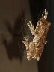 African Gray Treefrog photo 4
