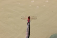 Trithemis selika