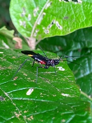 Parahiranetis salgadoi