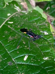 Parahiranetis salgadoi