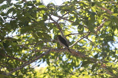 Accipiter francesiae