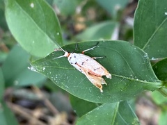 Enaemia atrolinea