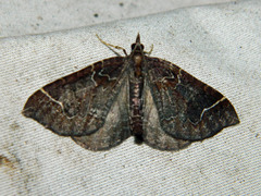 Eulithis flavibrunneata