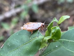 Enaemia atrolinea