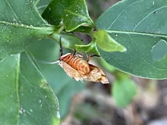 Enaemia atrolinea