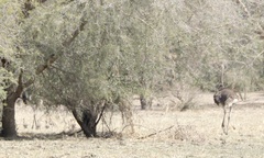 Struthio camelus camelus