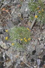 Stenotus acaulis acaulis