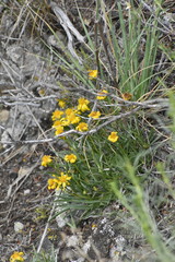 Stenotus acaulis acaulis