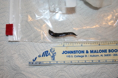 Geoplana arkalabamensis