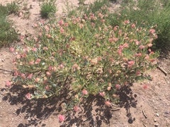 Tripterocalyx carneus