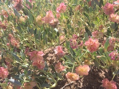 Tripterocalyx carneus