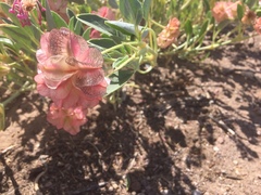 Tripterocalyx carneus