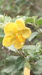 Hibiscus subreniformis