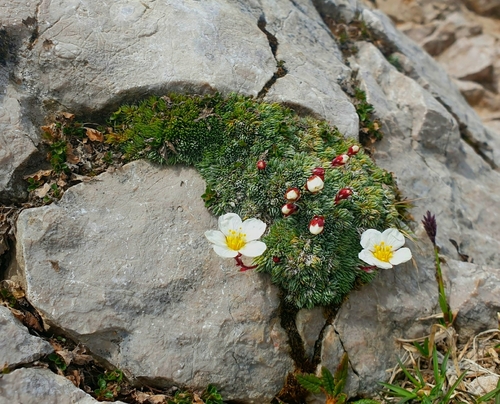 Image of Saxifraga burseriana by (c) Tom, some rights reserved (CC BY)