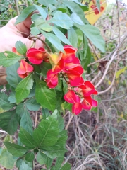 Paullinia fuscescens