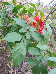 Paullinia fuscescens