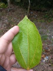 Alchornea