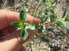 Monardella sheltonii