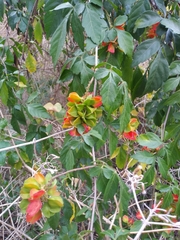 Paullinia fuscescens