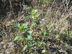 Monardella sheltonii