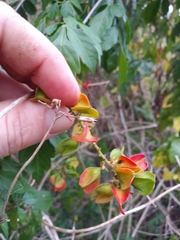 Paullinia fuscescens