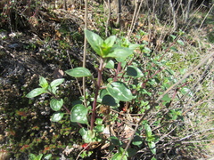 Monardella sheltonii