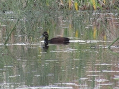 Netta erythrophthalma