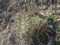 Monardella sheltonii