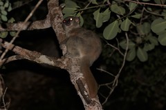 Lepilemur ruficaudatus